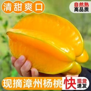 福建漳州甜杨桃5斤新鲜水果应当季 五角星阳桃现摘整箱 包邮 顺丰