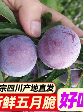 正宗四川五月脆李子凤凰李新鲜当季孕妇水果甘甜清脆多汁现摘包邮