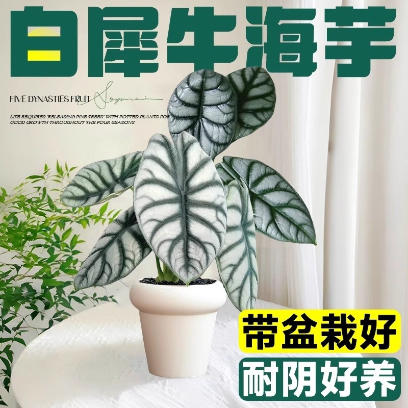 白犀牛海芋盆栽水培植物天鹅绒竹芋花卉绿植室内吸甲醛四季好养