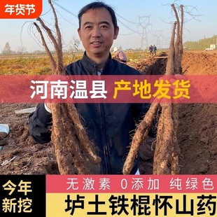 铁棍山药河南焦作温县正宗垆土怀淮山药新鲜铁杆蔬菜批发包邮怀山