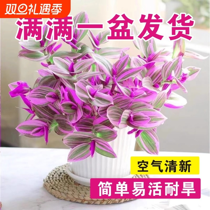 油画吊兰小盆栽多肉植物花室内花卉绿植多肉水培植物客厅好养阳台