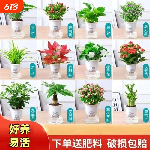 绿萝发财树室内盆栽|千人收藏