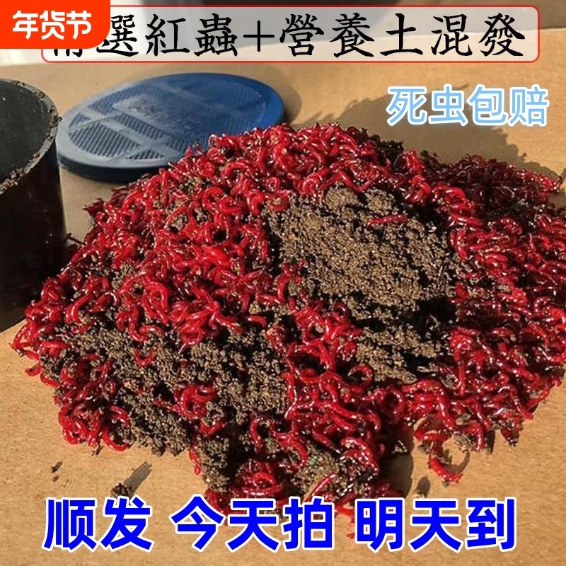 【新年特惠】鲜活红虫活饵特大号挂钩公虫鱼饵料喂鱼活饵红虫,户外/登山/野营/旅行用品,活饵/谷麦饵等饵料,淘宝优惠券,粉丝福利购,淘宝优惠卷