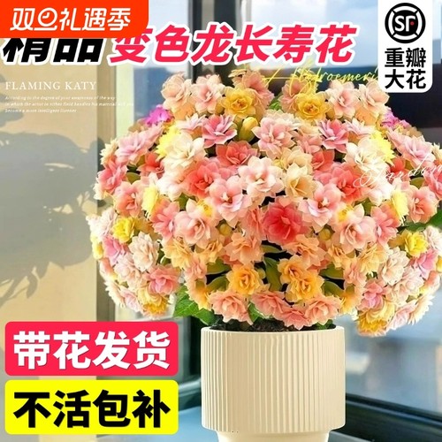 长寿花盆栽带花苞四季开