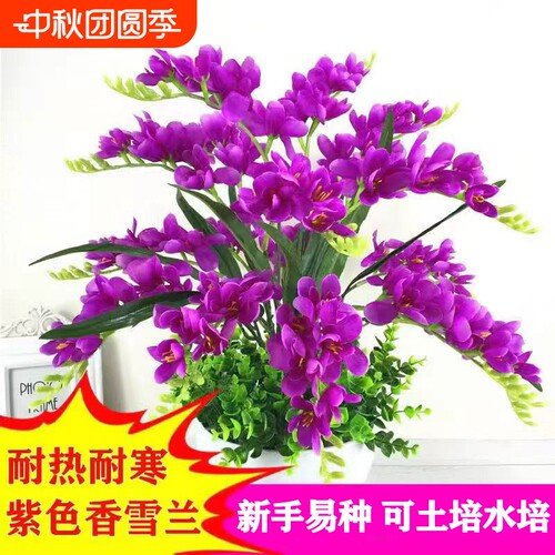重瓣香雪兰庭院阳台耐寒耐热花卉