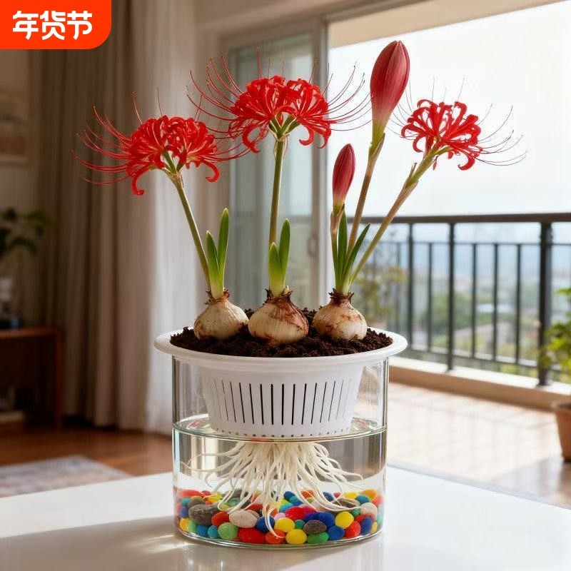 水培曼珠沙华石蒜阳台盆栽绿植花卉好养易活客厅庭院冬季开花卧室