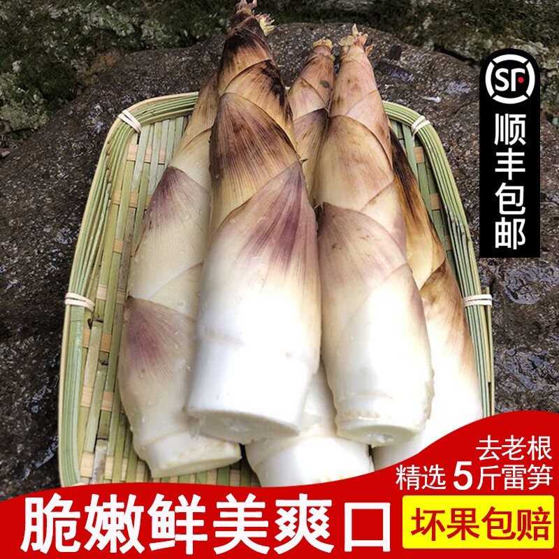 顺丰冷链雷竹笋春笋新鲜现挖雷笋浙江高山野生小竹笋农家鲜笋天目