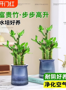 富贵竹盆栽招财竹室内植物水培好养桌面绿植四季客厅土培节节高