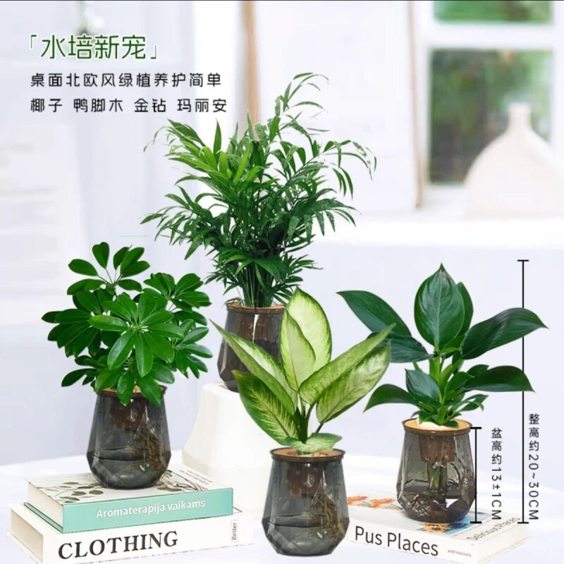 水培发财树绿萝玛丽安懒人绿植桌面室内水培美观绿植物清新好养护图片