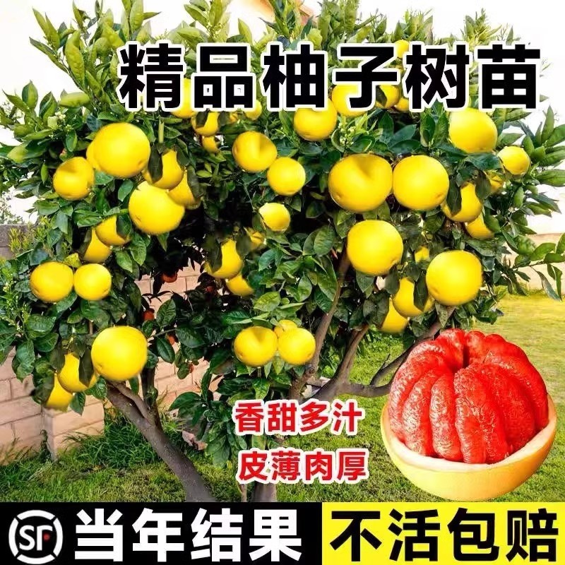 柚子树苖红心红肉蜜柚嫁接果树果苖南方种植当年结果柚子苗庭院,鲜花速递/花卉仿真/绿植园艺,果树,淘宝优惠券,粉丝福利购,淘宝优惠卷