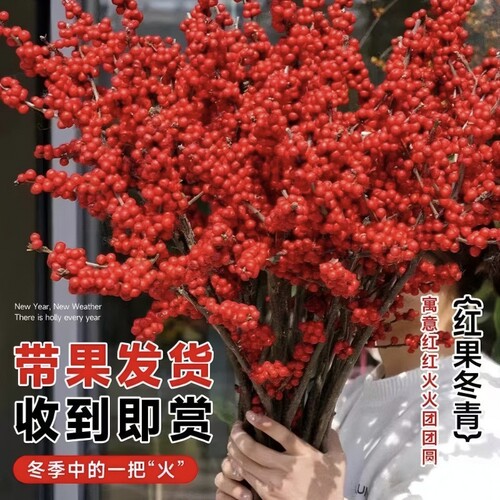 北美冬青红果鲜切花真花鲜花水培插花室内年宵花过年春节花卉盆栽