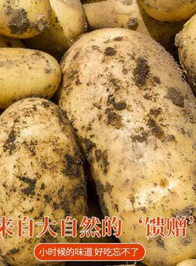 黄心大土豆新鲜农家黄心