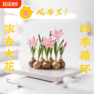 水培风雨兰种球四季浓香型重瓣韭兰葱兰室内阳台绿植开花庭院花期