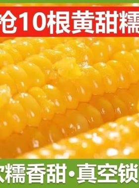 当季新鲜头茬大棒10支新黄糯玉米新鲜现摘真空装包甜糯黏玉米代餐