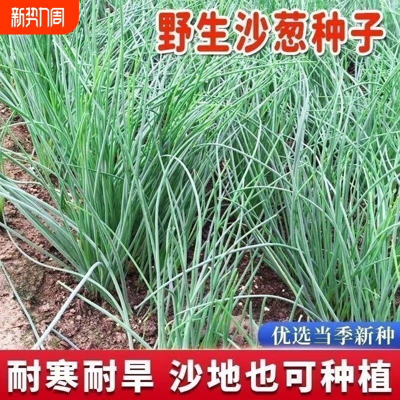 蒙古沙葱种子高产胡葱耐寒耐旱盆栽庭院四季易播新品蔬菜种子种植