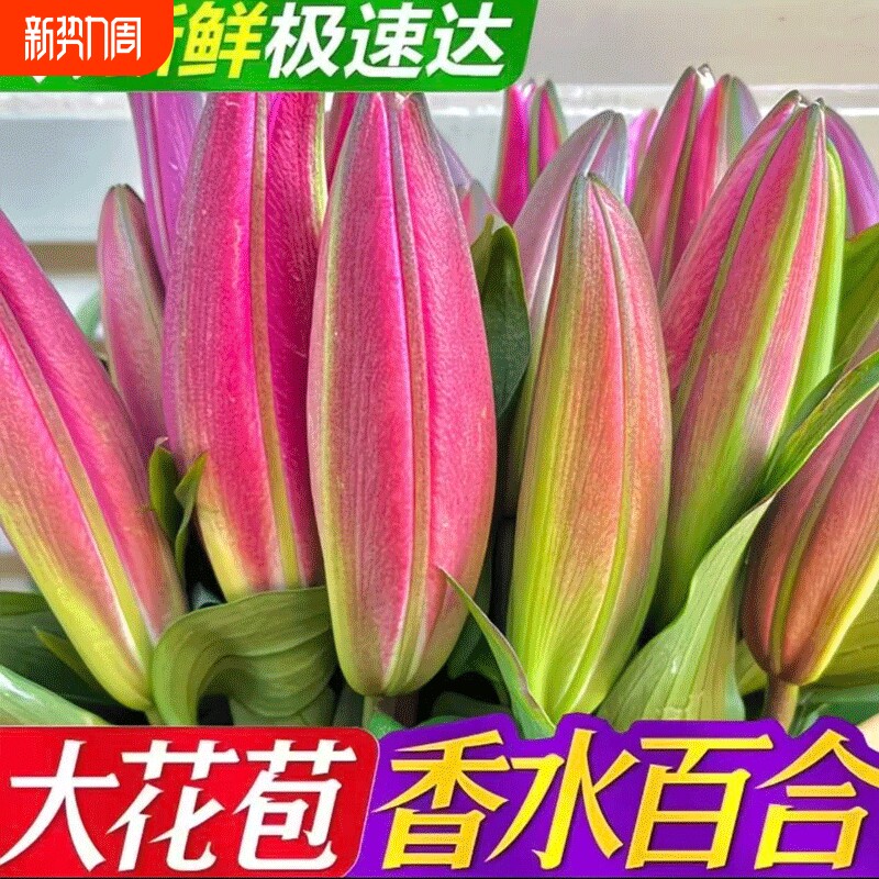 新鲜香水百合花鲜花花束云南基地直发家用水养真花插花鲜切花送人