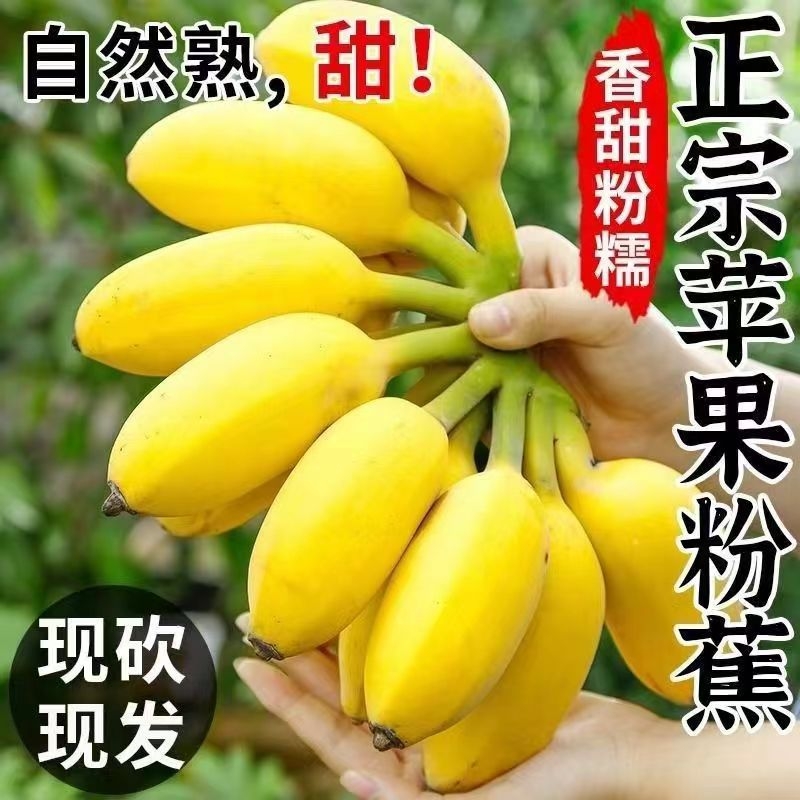 篓里鲜软糯香蕉9斤|超1000次加购