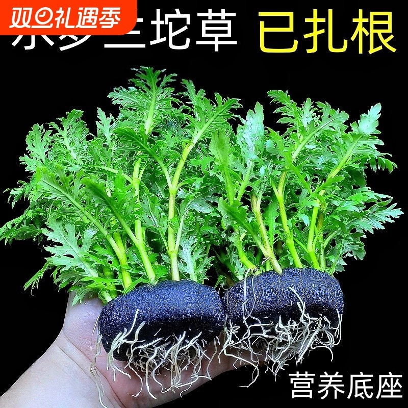 水罗兰坨草鱼缸造景阴性淡水增氧净水后景新手懒人水草植物好养活