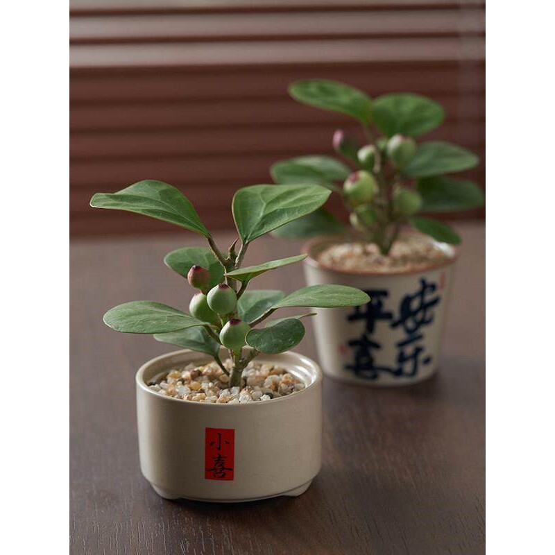 小盼菩提禅意禅风盆栽盆景室内净化空气办公室内桌面绿植花卉