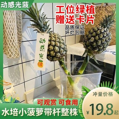 办公室桌面水培菠萝水果可食用