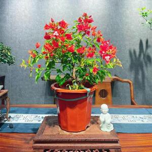 飘枝三角梅盆栽带花老桩室内绿漳红樱好养阳台四季开花卉爬藤植物