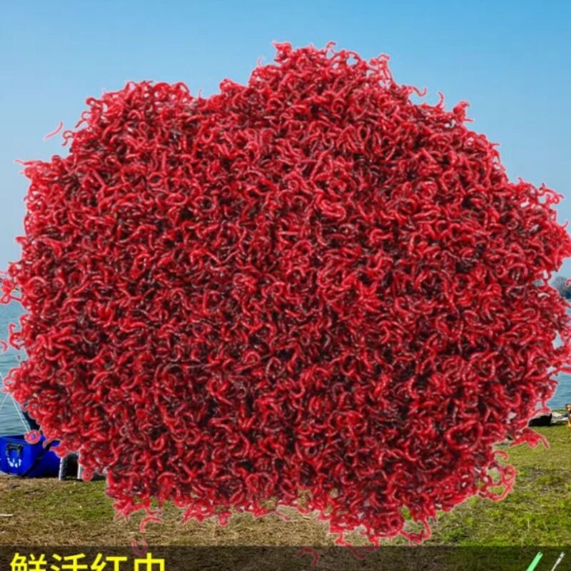 红虫活饵特大号公虫鲜活饵料鲫鱼野钓活体饵料喂鱼饵蚯蚓鱼饵包邮