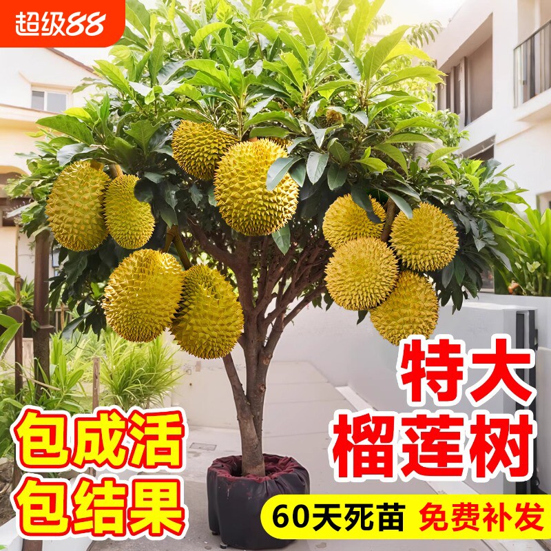 猫山王榴莲树果苗南北方种植金枕图片