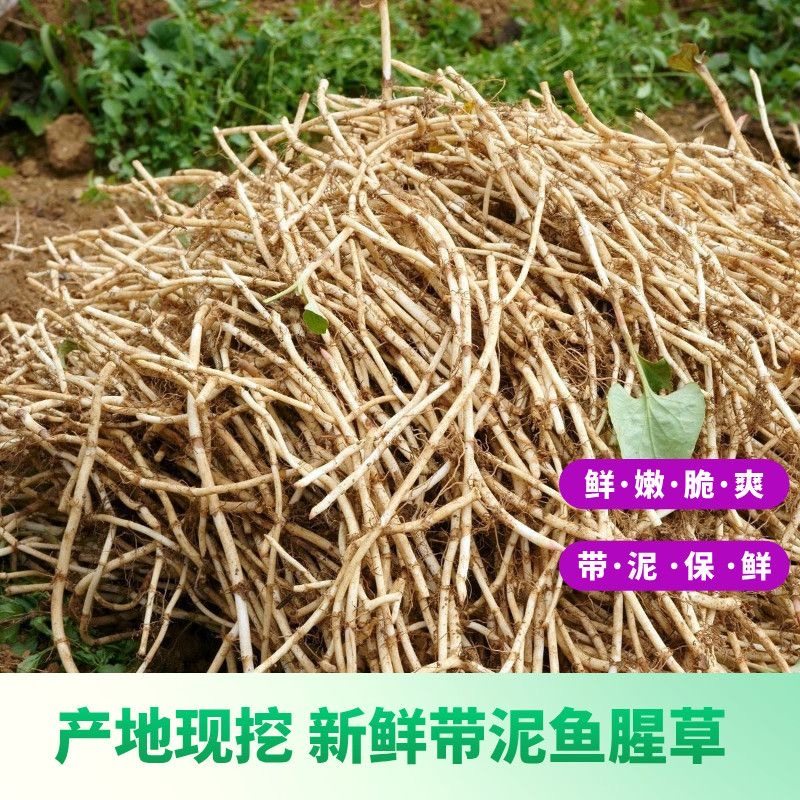 现挖带泥新鲜鱼腥草新鲜折耳根新鲜节节根侧耳根凉拌鱼腥草蔬菜,水产肉类/新鲜蔬果/熟食,其它,淘宝优惠券,粉丝福利购,淘宝优惠卷