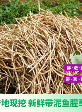 现挖带泥新鲜鱼腥草新鲜折耳根新鲜节节根侧耳根凉拌鱼腥草蔬菜