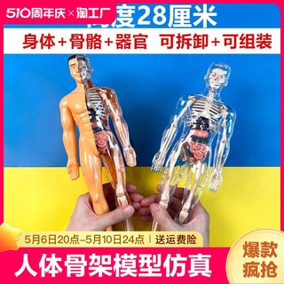 人体器官玩具人体骨架模型仿真医学拼装躯干结构内脏科教类玩具