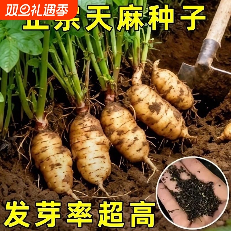 网红-热销种!高发芽率云南天麻种子秋冬种植高产四季蔬菜种子-Qq