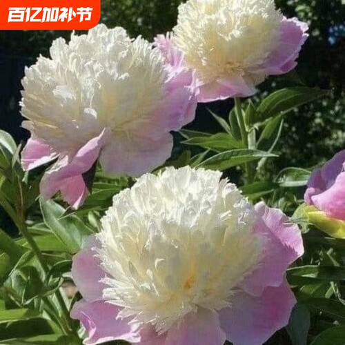 芍药花苗盆栽重瓣多年生浓香型庭院花卉耐寒植物室内外四季栽种