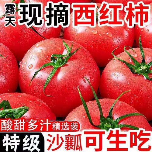 沙瓤新鲜现摘西红柿应季大番茄自然熟沙瓤西红柿番茄优质生吃