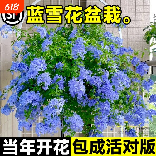 蓝雪花盆栽花卉大苗绿植阳台长好养的鲜花带花庭院花期开花棒棒糖