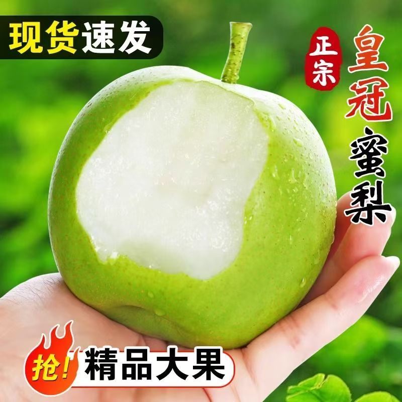 河北皇冠梨新鲜水果梨子雪梨水果新鲜梨应季新鲜梨子