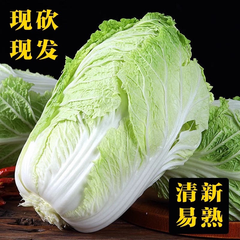 北方大白菜新鲜冬储现摘大白菜带叶可蘸酱腌酸菜时令特产蔬菜包邮