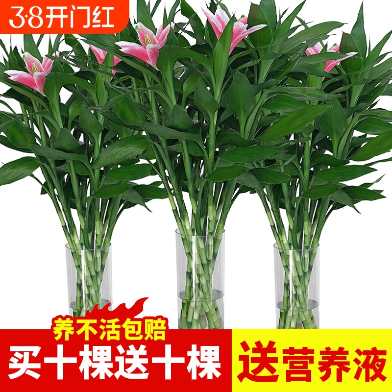 观音竹水培植物水养带根花卉绿植绿萝室内盆栽转运竹子富贵竹花瓶