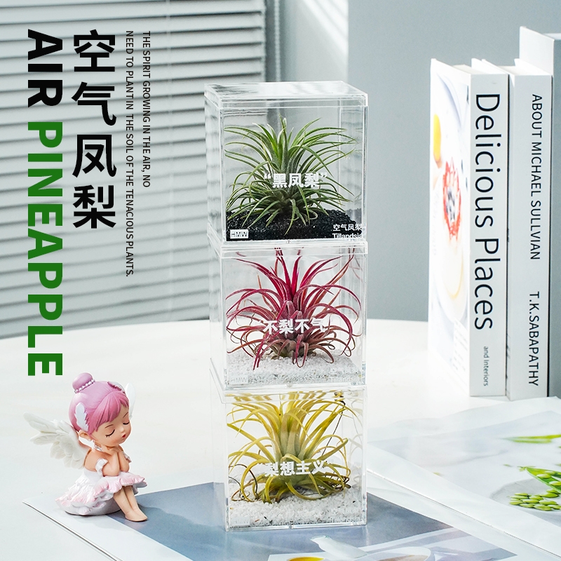 水培多肉盆栽绿植无土空气凤梨植物鲜活办公桌面室内多肉黑凤梨