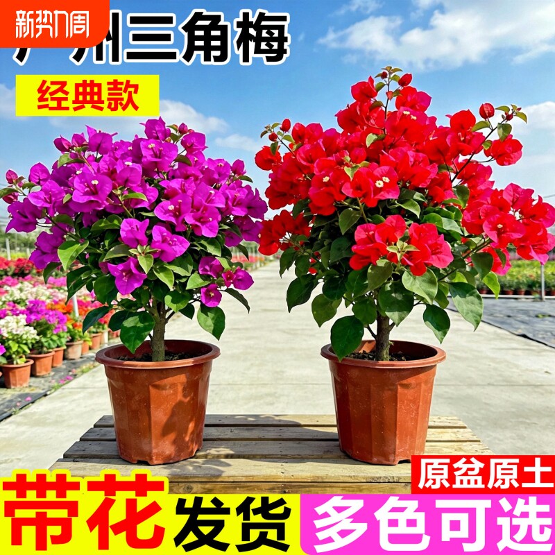 三角梅盆栽带花老桩绿植花卉重瓣绿樱树苗室内爬藤植物四季开花