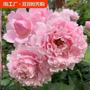 新品种 索菲罗莎 月季花苗 多季开花 浓香大花朵 庭院盆栽花卉