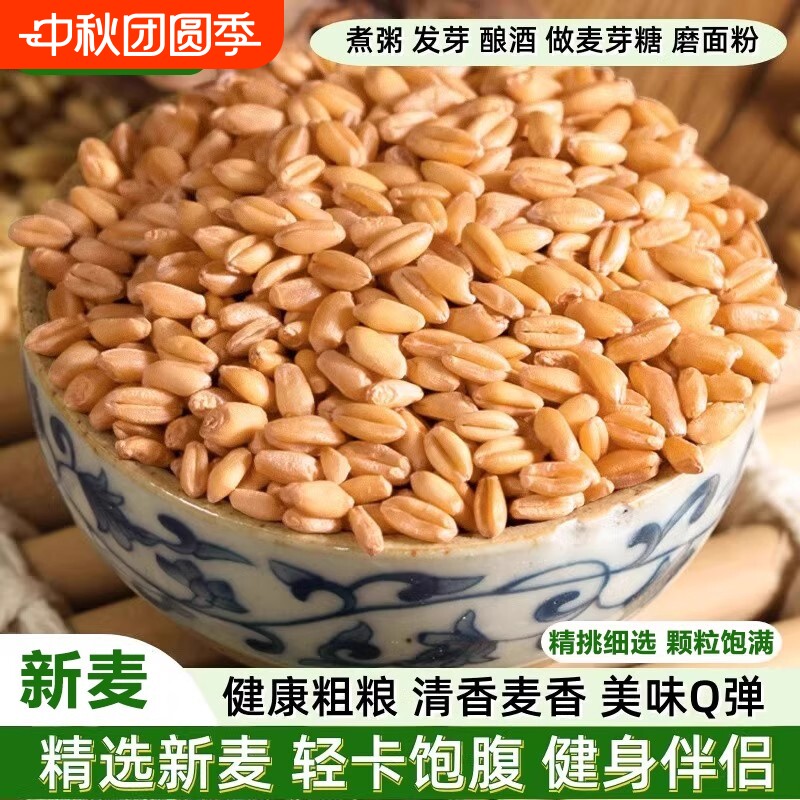 小麦粒食用可发芽做麦芽糖杂粮猫草种子米带皮仁胚芽麦子粗粮酿酒图片