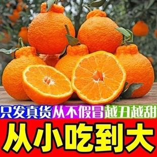 四川正宗春见耙耙柑不知火丑橘孕妇老人儿童应季新鲜水果柑橘橙子