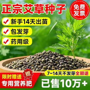 艾草种子艾叶靳野生香端午艾草苗食用青团艾蒿青蒿种籽四季驱蚊草