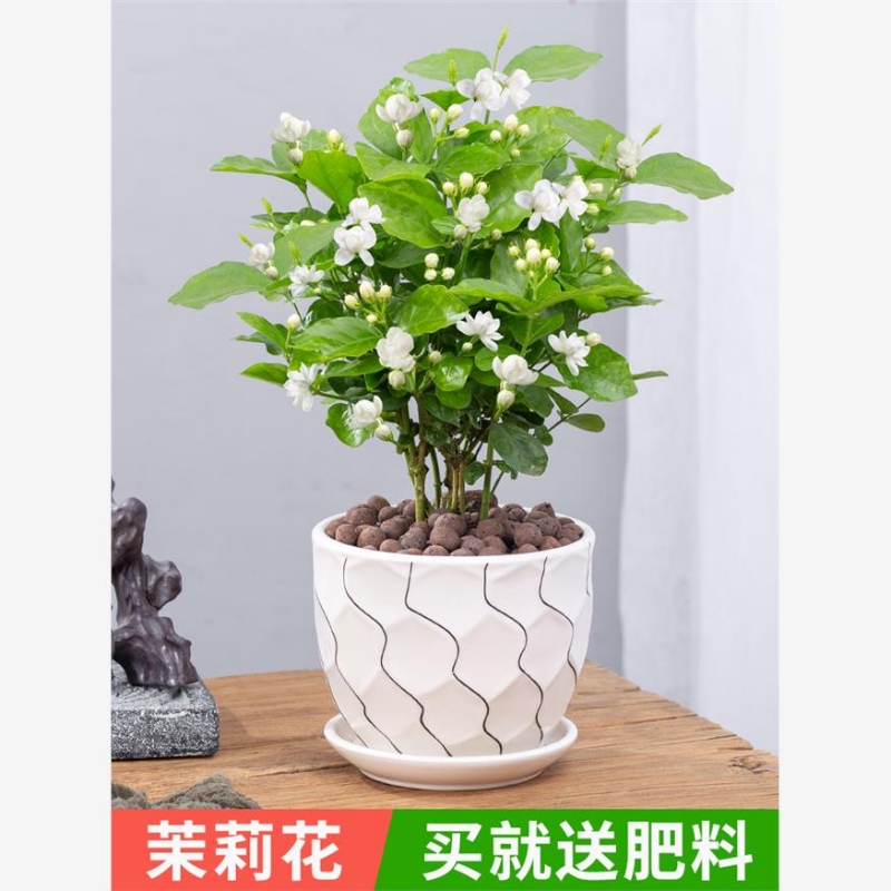 茉莉花盆栽重瓣开花浓香好养