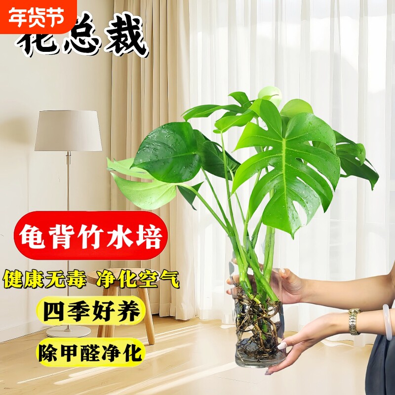 水培植物龟背竹客厅大盆栽老桩净化空气室内叶桌面绿植除甲醛耐阴