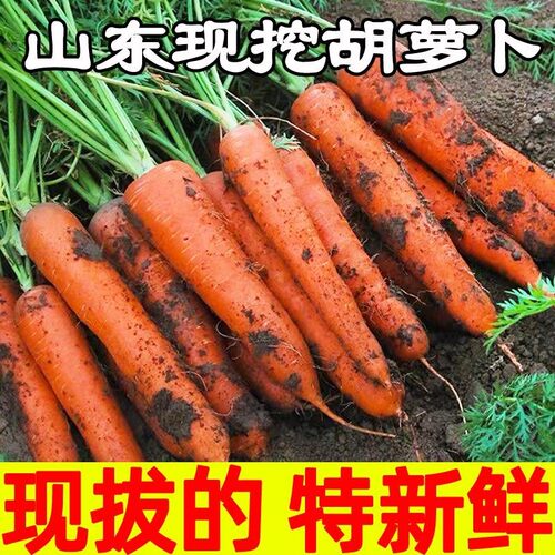 胡萝卜沙土地蔬菜水果红萝卜现挖农家自种新鲜带泥当季应季