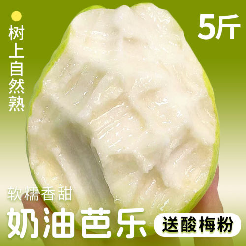 广西软糯奶油芭乐新鲜水果当季软心番石榴鸡屎果白心低糖现摘树熟