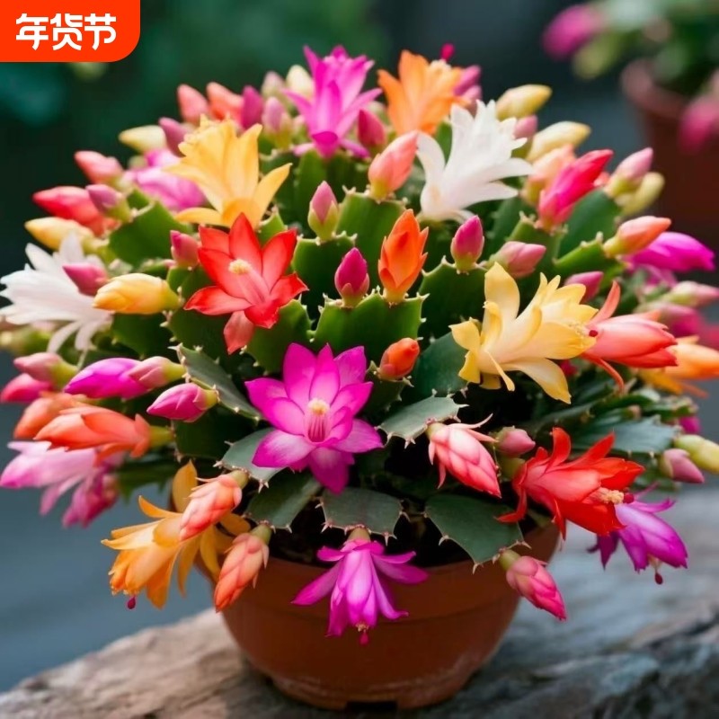 清仓处理中【带花苞】多色蟹爪兰花苗盆栽大苗好养耐活卉,鲜花速递/花卉仿真/绿植园艺,时令草本花卉,淘宝优惠券,粉丝福利购,淘宝优惠卷