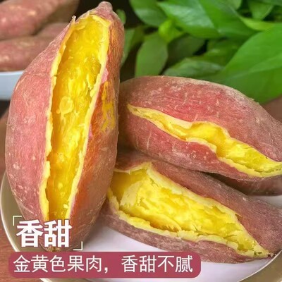 正宗板栗薯新鲜现挖粉糯香甜无筋黄心番薯沙地板栗红薯栗子王地瓜