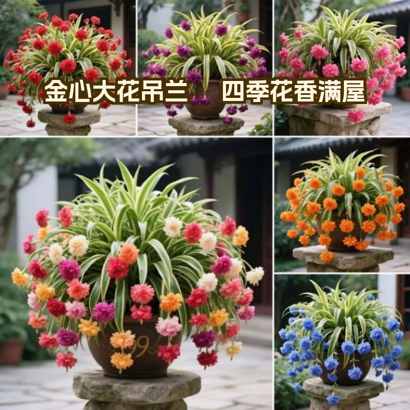 金心大花吊兰驱蚊四季开花花卉盆栽好养植室内耐阴容易重瓣多年生